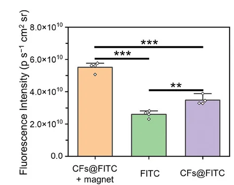 Open access visualization of Bar Plot, Error Bars, Fluorescence Intensity, Quantitative Data, Mice Brains