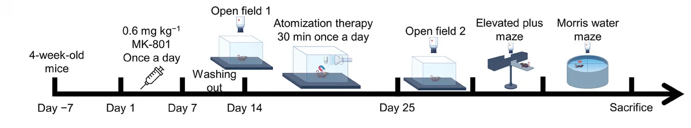 Open access visualization of Workflow, Animal Modeling, Treatment, Behavioral Testing