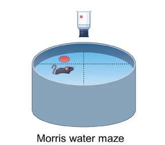 Open access visualization of Illustration, MWM Experiments, Schematic Diagram