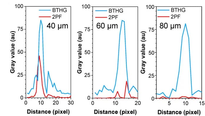 Open access visualization of Line Plot, 2PF, BTHG Signal Profiles, Brain Vessel