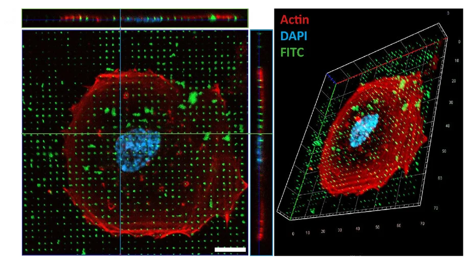 Open access visualization of Microscopy, Confocal Microscopy, Orthogonal Projections, 3D Visualization, RDEB Fibroblasts