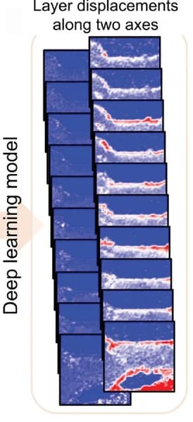 Open access visualization of Microscopy, Model Output, Interlayer Displacements