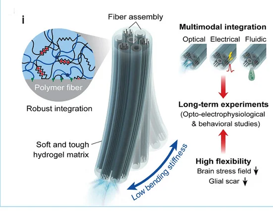 Open access visualization of Workflow, Illustration, Hydrogel, Hybrid Probes, Optical Fibers