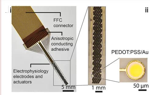 Open access visualization of Microscopy, Photo, Thin-Film Microelectrode, Neural Recording, Electrochemical Actuators