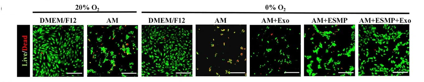 Open access visualization of Microscopy, Survival Rate, H9C2 Cells, Hypoxic-Acidic Culture, ImageJ
