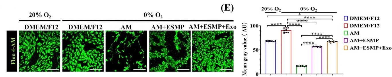 Open access visualization of Bar Plot, Microscopy, Intracellular Calcium Ion Accumulation, H9C2 Cells, Hypoxic-Acidic Culture