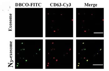Open access visualization of Microscopy, N3-Exosomes, CD63, Exosomes, Azide Groups