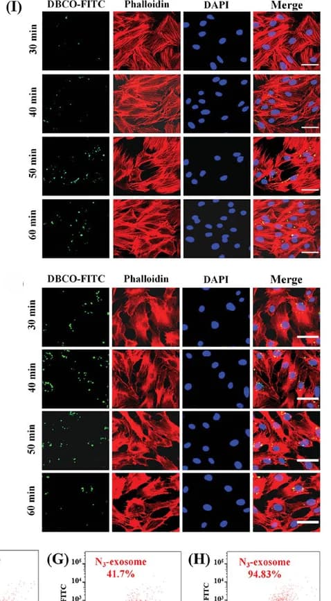 Open access visualization of Microscopy, Scatter Plot, H9C2, HUVECs, N3-Exosomes