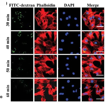 Open access visualization of Microscopy, Fluorescence Images, H9C2 Cells, HUVECs, DLC-FITC Particles