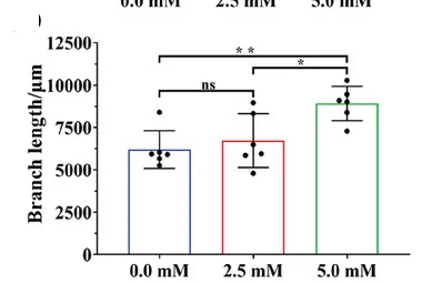 Open access visualization of Bar Plot, Error Bars, DLC-VEGF, HUVECs Tube Formation, Branch Nodes