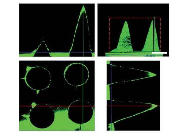 Open access visualization of Microscopy, 3D Image, MN Patch, FITC