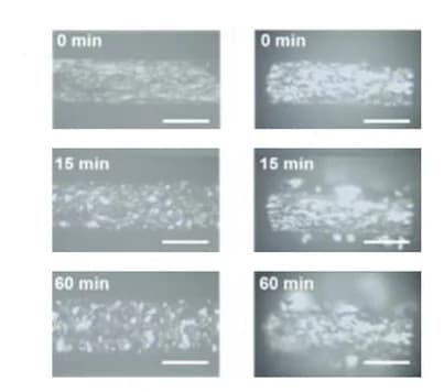 Open access visualization of Microscopy, Photo, Optical Photographs, Deposition, Electrolyte