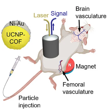 Open access visualization of Illustration, Workflow, Schematic Illustration, In Vivo Imaging, 3D MSOT Imaging