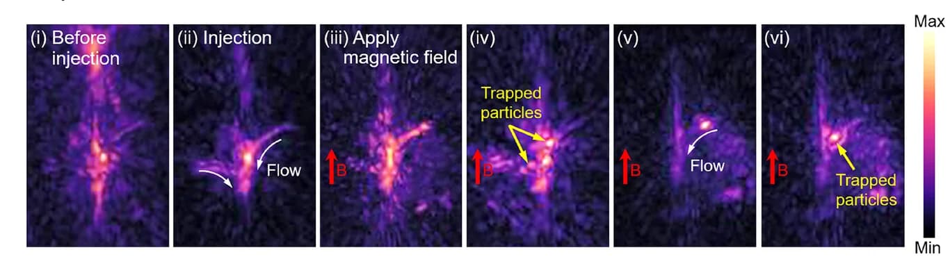 Open access visualization of Microscopy, In Vivo MSOT Imaging, Brain Vasculature, Particle Injection, Magnetic Field
