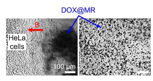 Open access visualization of Microscopy, Optical Microscope, HeLa Cells, Microrobots