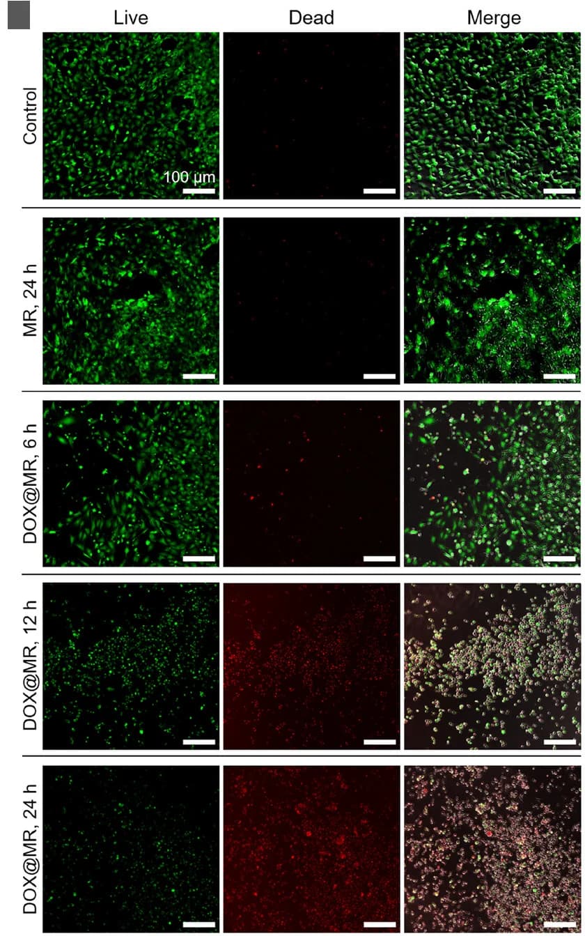 Open access visualization of Microscopy, Cytotoxicity, HeLa Cells, Fluorescent Microscopy