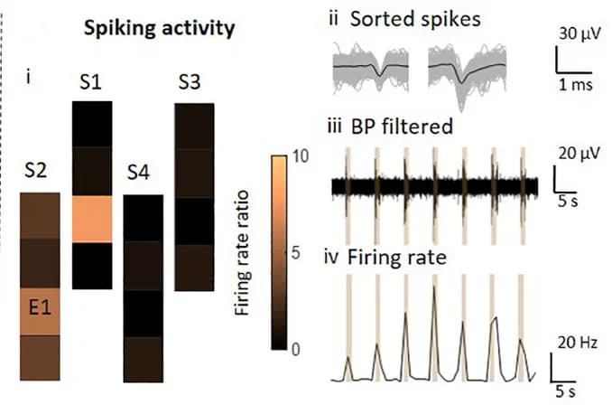 Open access visualization of Bar Plot, Heatmap, Line Plot, Spiking Activity, Electrodes Position