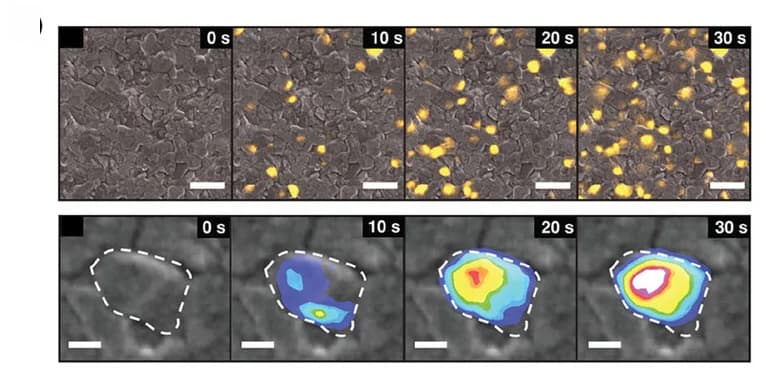 Open access visualization of Microscopy, Photo, CL Images, Light Soaking, Iodide