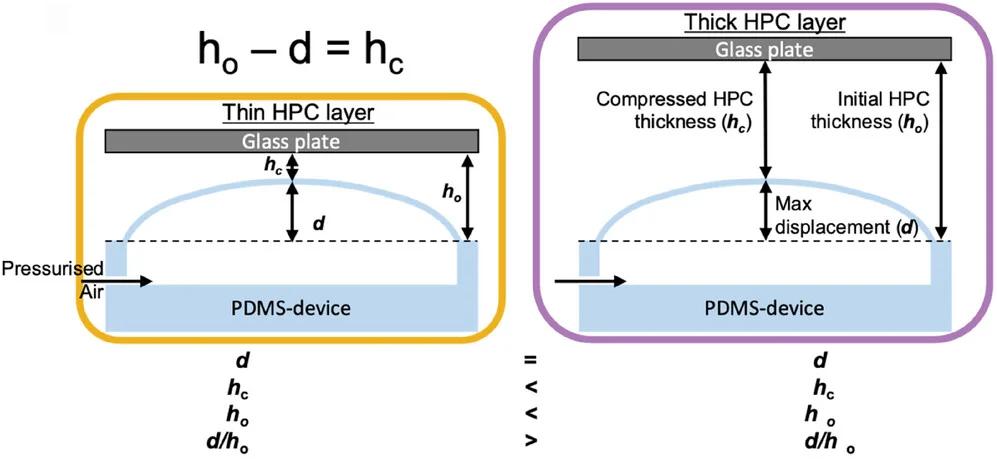 Open access visualization of Illustration, Workflow, PDMS displacements, HPC thickness