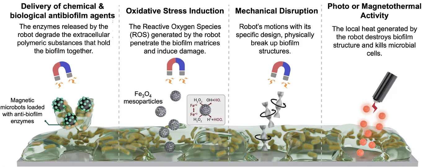 Open access visualization of Workflow, Illustration, MMBs, MNBs, Biofilm