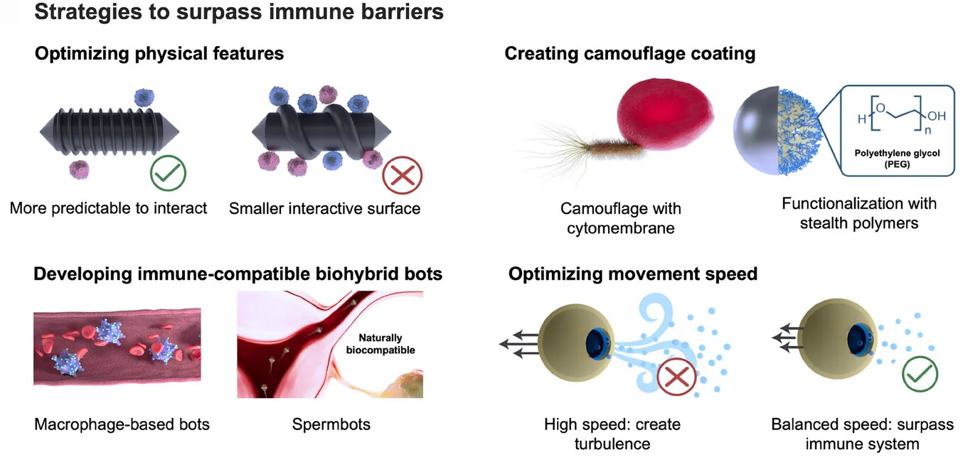 Open access visualization of Illustration, Workflow, MMBs, MNBs, Immunomodulation