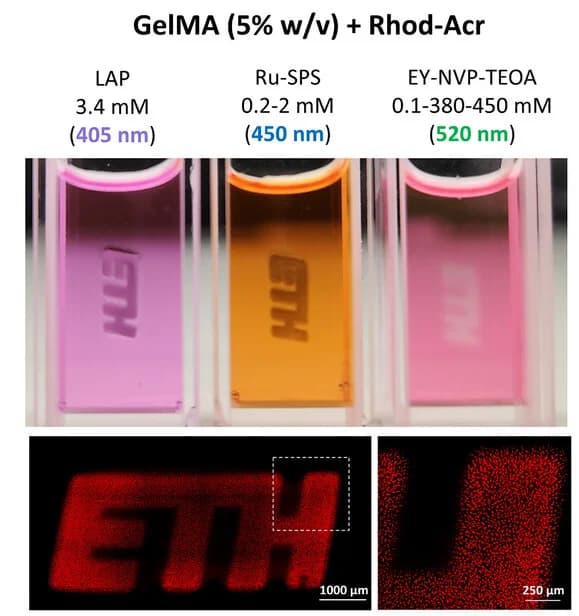 Open access visualization of Photo, Microscopy, Crosslinked GelMA, Photoinitiation Systems, Microfilaments