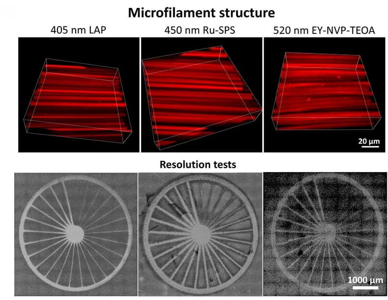 Open access visualization of Microscopy, Photo, Micrographs, Filament Structures, Crosslinked Constructs