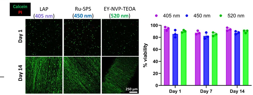 Open access visualization of Bar Plot, Microscopy, Viability, C2C12 Cells, Live Cells