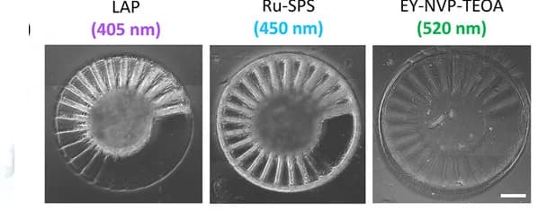 Open access visualization of Microscopy, Crosslinked Constructs, Spoke Wheel, Wavelengths