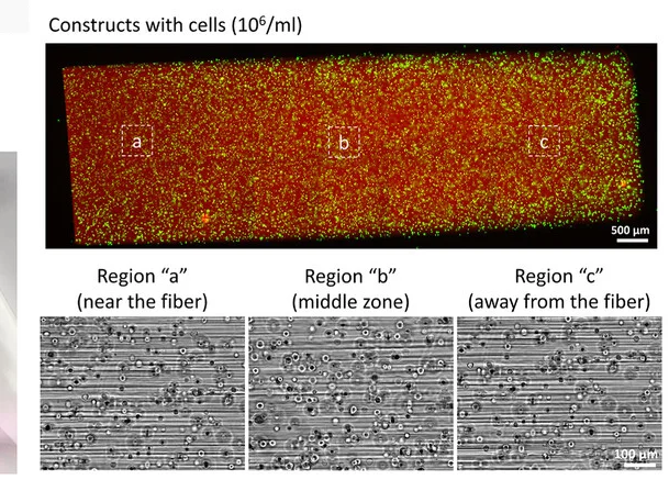 Open access visualization of Microscopy, Sheet Constructs, C2C12 Cells, Calcein AM, GelMA