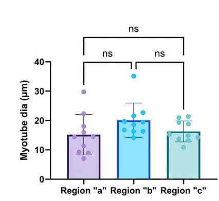 Open access visualization of Bar Plot, Scatter Plot, Error Bars, Myotube Diameter, Muscle Constructs