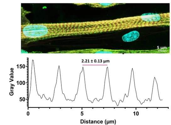 Open access visualization of Line Plot, Microscopy, Sarcomere Structures, Sarcomere Spacing, Muscle Constructs