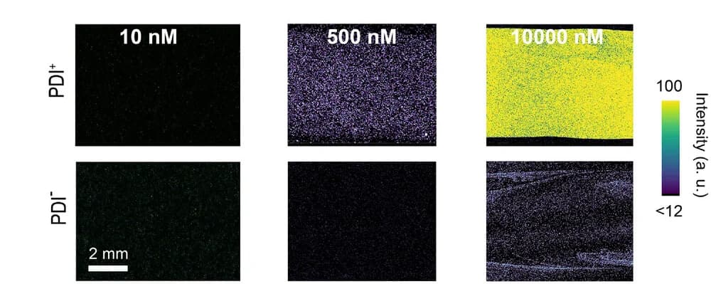 Open access visualization of Microscopy, Laser Scanning Confocal Microscopy, Drop Path, Sliding Drop, PFOTS-coated Glass