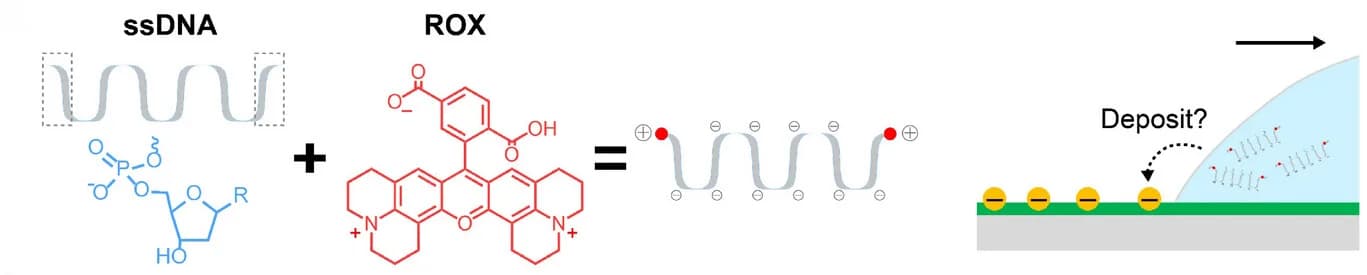 Open access visualization of Illustration, Chemical Structure, Single-Stranded DNA, ROX, Schematic