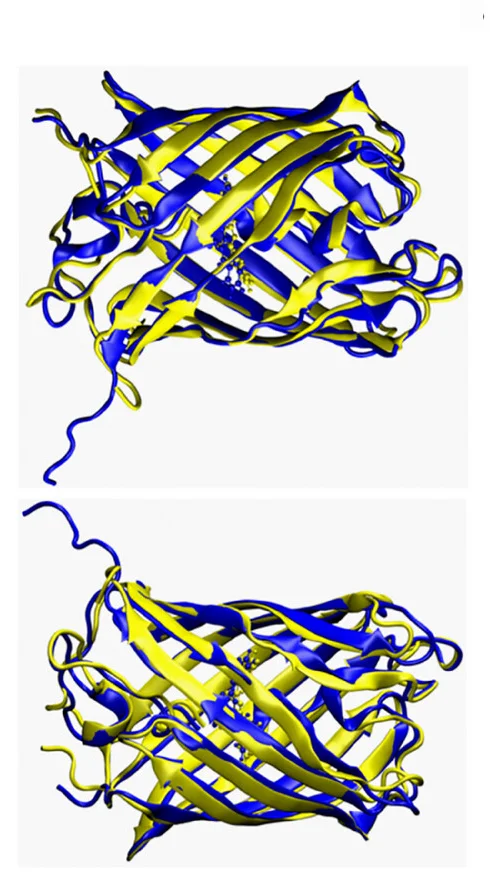 Open access visualization of Protein Structure, Hydrogen Bond Interactions, Chromophore, Water Molecules, Solvent