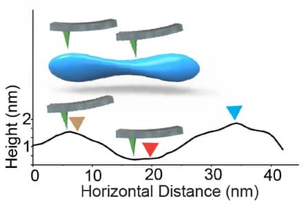 Open access visualization of Line Plot, Height Profile, Nanofibril, Cross-Section, Local Extrema
