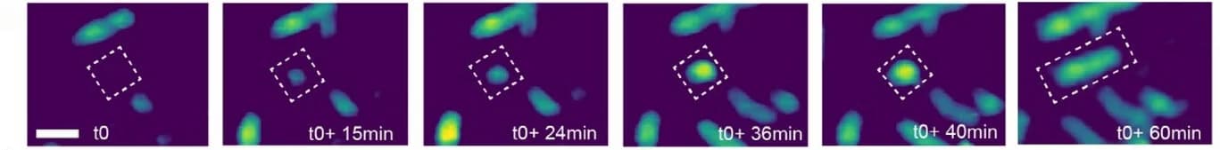 Open access visualization of Microscopy, AFM Images, Silk Nanofibril Formation