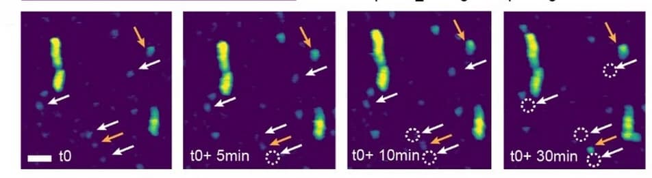 Open access visualization of Microscopy, AFM Images, Silk Nanofibril Nucleation