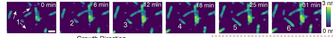 Open access visualization of Microscopy, AFM Images, Silk Nanofibril Growth, In Situ AFM