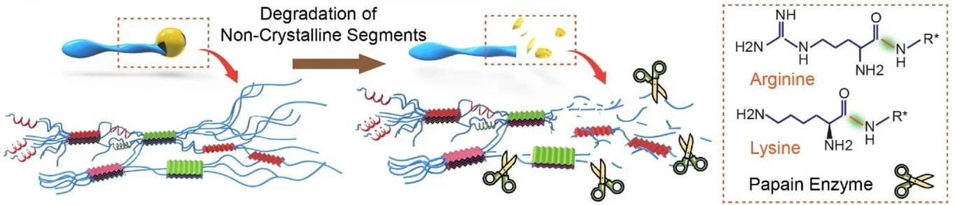 Open access visualization of Workflow, Illustration, Selective Degradation, Papain Enzyme, Degradation Mechanism