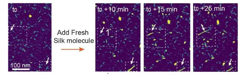 Open access visualization of Microscopy, AFM Images, Reconstructed Silk Nanofibrils, Target Nanofibrils