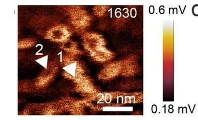 Open access visualization of Microscopy, PiFM Images, Silk Nanofibrils, 1630 cm-1