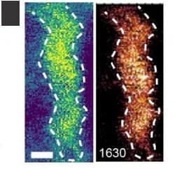 Open access visualization of Microscopy, AFM Image, PiFM Image, Silk Nanofibril