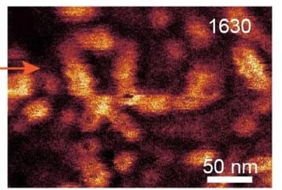 Open access visualization of Microscopy, PiFM Image, Silk Nanofibrils