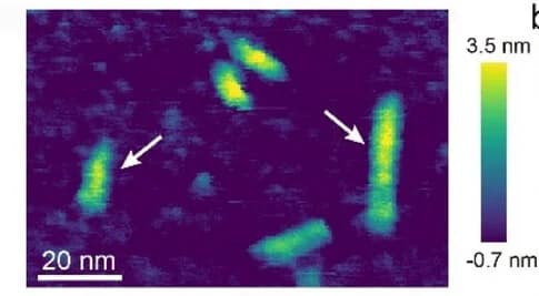 Open access visualization of Microscopy, AFM Image, Nanofibrils
