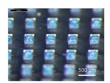 Open access visualization of Microscopy, Light Microscopy, Microparticle Bases, DT Antigen, Excipients