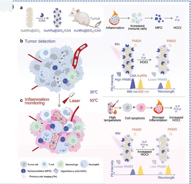Open access visualization of Workflow, Illustration, PA Nanoprobe, Cancer Detection, Inflammation