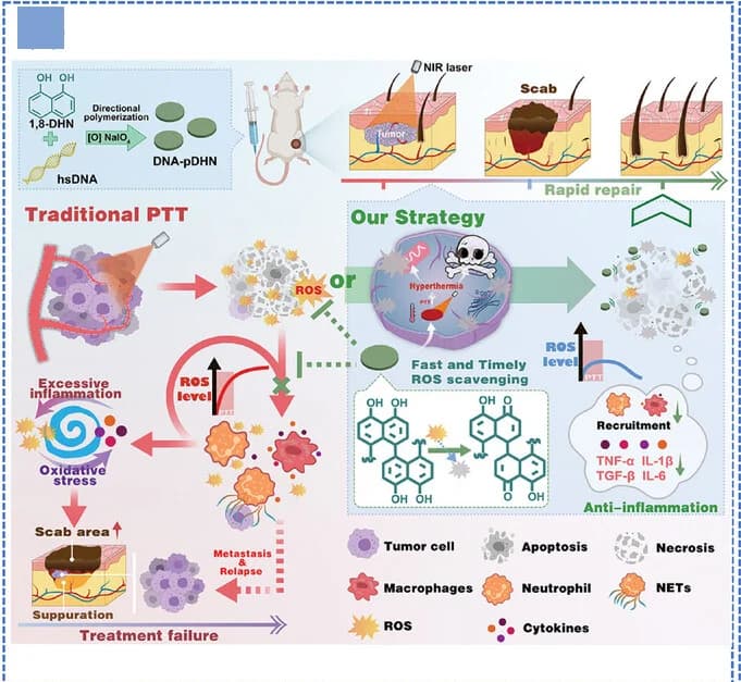 Open access visualization of Workflow, Illustration, DNA-pDHN Nanodisks, Burn Tissue Repair, Tumor Metastasis