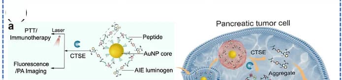 Open access visualization of Workflow, Illustration, Pancreatic Cancer, Gold Nanoparticle, Phototheranostic Modulator