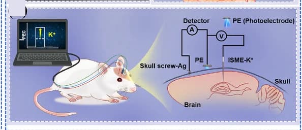 Open access visualization of Illustration, Workflow, PEC sensing system, ISME potential regulation, K+ concentration